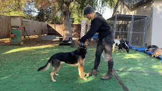 Muzzle conditioning part 2