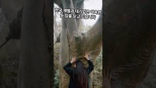 [1분 돋보기] 재벌 대기업은 왜 윤석열 탄핵 침묵할까