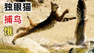 独眼猫发现宝藏狩猎区，苦练捕鸟本领，能抓住海鸥吗？