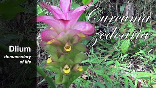 Zedoary (Curcuma zedoaria) - part 1