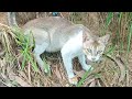 Have you ever seen a cat eat grass when it is hungry?