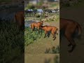 maned wolf mating animation planet zoo