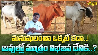 Types of Dairy Cow Breeds | మనుషులంతా ఒక్కటే కదా..! ఆవుల్లో మాత్రం విభజన దేనికి..? Tone Agri