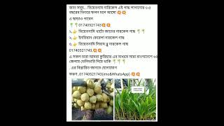 হাইব্রিড ভিয়েতনামী নারকেল গাছ।