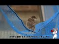 がんばれ！赤ちゃん💕【生き物のかわいい姿16】　 野鳥　 バードウオッチング 　 探鳥