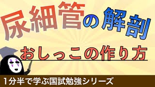 1分半で学ぶ国試勉強シリーズ「尿細管の解剖と機能」おしっこの作り方とは