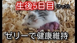 ロボロフスキーハムスター　赤ちゃん生後　５日目　（ナッツ）