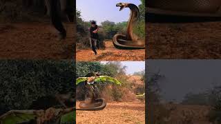 Anaconda Snake Attack #short #shorts #anaconda #anacondasnake #mukhbang #python #snake #nagin #vfx