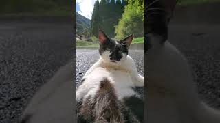 世界遺産：石見銀山周辺の銀山猫と触れ合う！⑤(World Heritage: Touching the Silver Mine Cats around Iwami Ginzan)