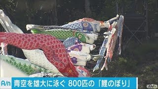 大空に800匹のこいのぼり　大きな白バイにご満悦(16/05/05)