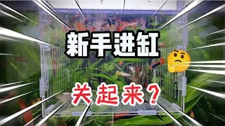 新鱼才进缸，为什么要关起来？交叉感染远比你想的要严重