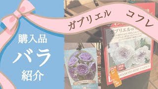 【購入品】河本バラ園さんのバラを買いました　　【園芸】【ガーデニング】