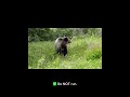 what to do if you encounter bear facts about bears grizzly bears black bears bearawareness