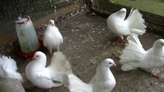 First baby fantail dove of 2014