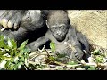 上野動物園ゴリラの赤ちゃんリキくん生後2ヶ月半② gorilla baby two and half months after birth