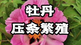 青石话牡丹芍药 牡丹地面压条繁殖全过程介绍  Tree Peony Ground Layering Propagation