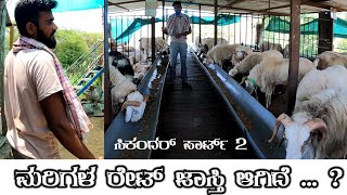 part 2 ಕುರಿ ಗಾಯಿ ಸಿಕಂದರ್ ಮರಿಗಳ ರೇಟ್ ನ ಬಗ್ಗೆ ಏನ್ ಹೇಳಿದ್ರು ( Sikandar badagi farme bilagi cross ❌ )