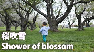 Shower of blossom －桜吹雪－