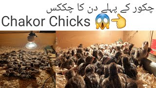 farmi Chakor Chicks