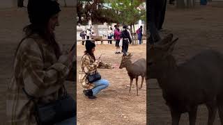 可愛い鹿に優しく餌を与える外国人観光客🫎NARA  PARK