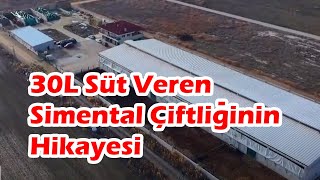 Çiftlik Sahibi Anlatıyor: 250 Baş Simental Çiftliği