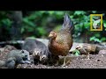 life of red jungle fowls കാട്ടുകോഴികൾ കാട്ടുകോഴി ഫാം poultry media