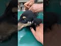 狂犬病の注射　 狂犬病　 注射　 ドキドキ　 miniaturedachshund ミニチュアダックス 短足部 japan