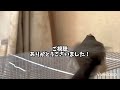 【スズメの成長記録】みんなが水浴びをする1日でした　スズメのハッピー