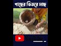 গাছের ভিতর থেকে মাছ ধরা। enamul insight । shorts