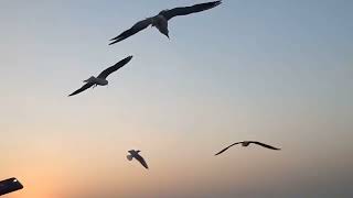 Seagulls of Arabian sea