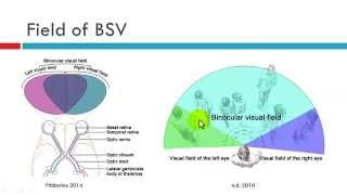 Field of BSV