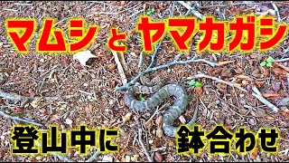 【マムシとヤマカガシ】登山で毒蛇に遭遇した記録【天主山と雷山】