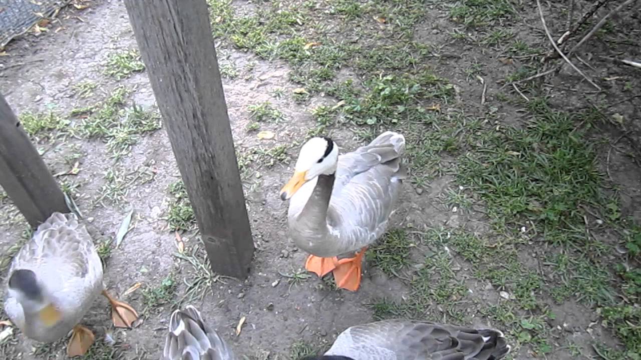 Dancing Goose Youtube