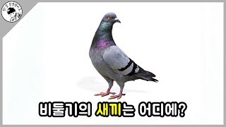 우리가 새끼 비둘기를 본 적이 없는 이유를 알아보자. [담토상]