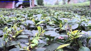 Jungpana Home to Finest Quality Tea