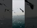 seagull flying segal bird sea birds