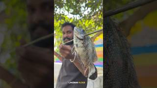 കുത്തുകമ്പി കൊണ്ട് കുത്തിപ്പിടിച്ച കരിമീൻ 🔥#fishing #fishingvideo #fish #villagelife #shorts