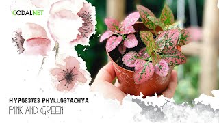 Cây Hypoestes phyllostachya Pink and Green (Thương Đao Dược Xanh Hồng) chậu nhựa