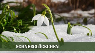 Schneeglöckchen - Alles über die beliebten Frühlingsboten