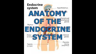 ANATOMY OF THE ENDOCRINE SYSTEM