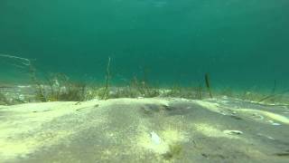 Bass Moving Bait -- Under Water Video