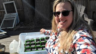 Winter Sowing experiment: 20 tomato varieties in 1 big tote bin