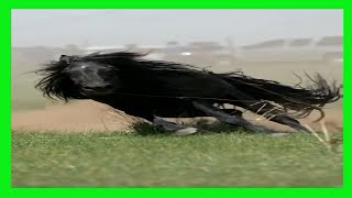 Funny Horses Show Strength Try Not To Laugh It's Really Strongest Horse Funny Video 2022 #17