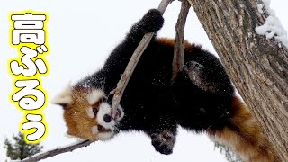 【円山動物園のレッサーパンダ】高ぶる女（キン）　January 11 , 2015　Red Panda KIN formerly kept at Maruyama Zoo.