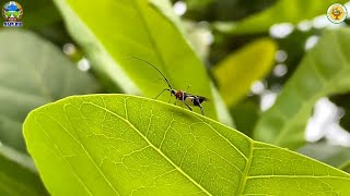 លក្ខណៈបំផ្លាញរបស់មូសតែលើដំណាំចន្ទី