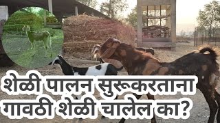 #kadamagro, #शेळी पालन सुरु करताना, गावठी शेळी चालते का?