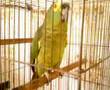 loro il pappagallo brasiliano ( di Pelotas)