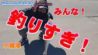 【北海道】　小樽港　秘密の場所公開します！　またまた釣れたよぉ！　ホッケ　クロガシラ　カレイ　アブラコ