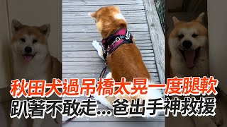 秋田犬過吊橋腿軟不敢走...爸出手神救援XD｜寵物動物｜狗狗｜精選影片