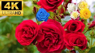 Charming Rose Flowers Garden 4K HDR 60fps With Relaxing Calm Music